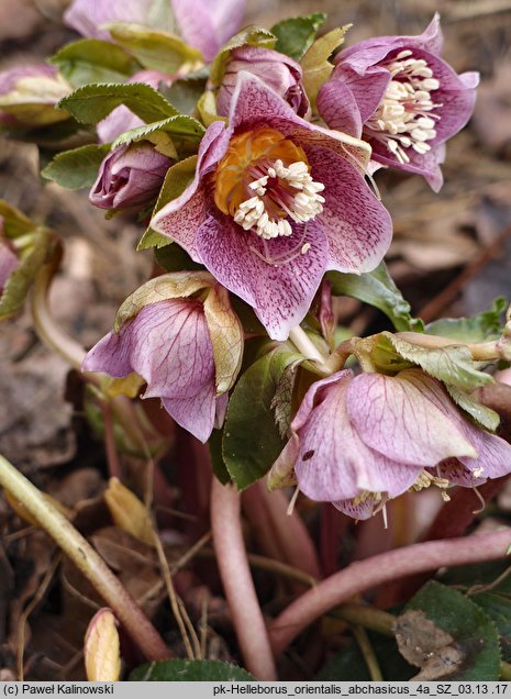 Helleborus orientalis ssp. abchasicus