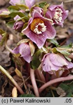 Helleborus orientalis ssp. abchasicus