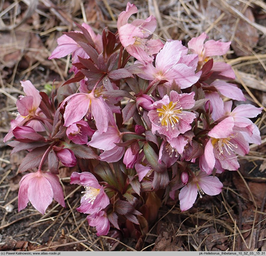 Helleborus thibetanus (ciemiernik tybetański)