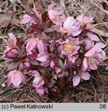 Helleborus thibetanus (ciemiernik tybetański)