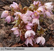 Helleborus thibetanus (ciemiernik tybetański)