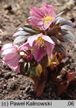 Helleborus thibetanus (ciemiernik tybetański)