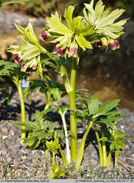 Helleborus vesicarius