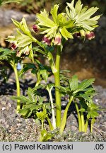 Helleborus vesicarius