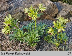 Helleborus vesicarius