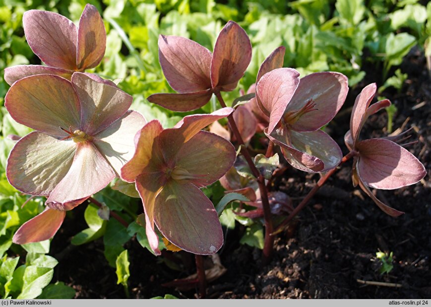 Helleborus ×ericsmithii Winter Sunshine