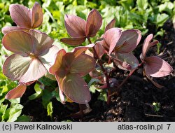 Helleborus ×ericsmithii Winter Sunshine