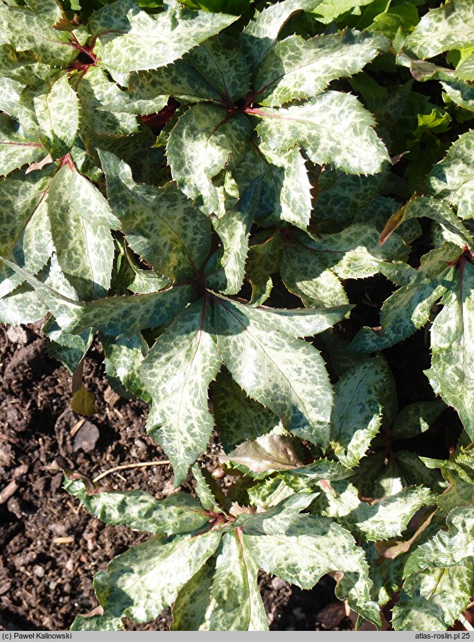 Helleborus ×ericsmithii Winter Moonbeam