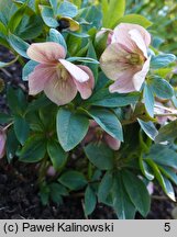 Helleborus ×hybridus Red Lady