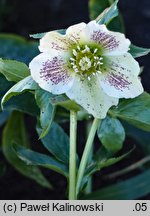 Helleborus lividus nssp. sternii (ciemiernik Sterna)