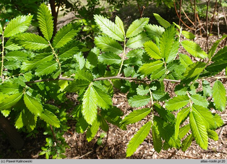 Hemiptelea davidii (hemipteleja Davida)