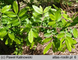 Hemiptelea davidii (hemipteleja Davida)