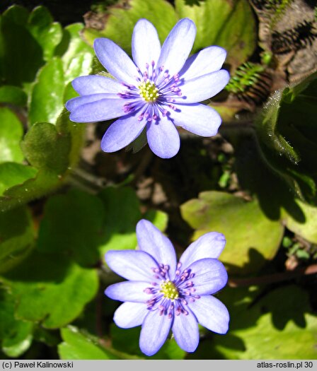 Hepatica transsilvanica (przylaszczka siedmiogrodzka)