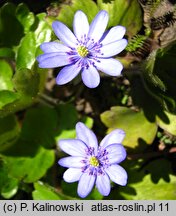 Hepatica transsilvanica (przylaszczka siedmiogrodzka)