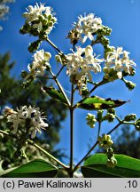 Heptacodium miconioides (heptakodium chińskie)