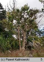 Heptacodium miconioides (heptakodium chińskie)