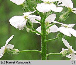 Hesperis matronalis ssp. candida (wieczornik damski biały)