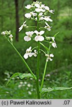 Hesperis matronalis ssp. candida (wieczornik damski biały)