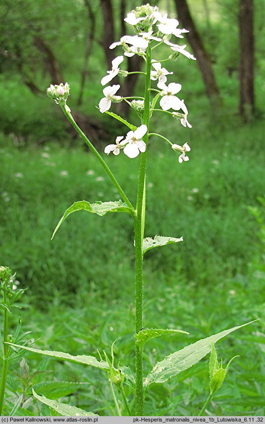 Hesperis matronalis ssp. candida (wieczornik damski biały)