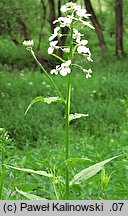 Hesperis matronalis ssp. candida (wieczornik damski biały)