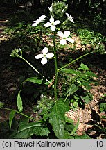 Hesperis matronalis ssp. candida (wieczornik damski biały)