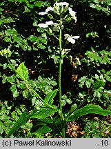 Hesperis matronalis ssp. candida (wieczornik damski biały)