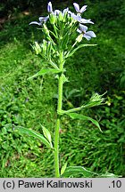 Hesperis sylvestris (wieczornik leśny)