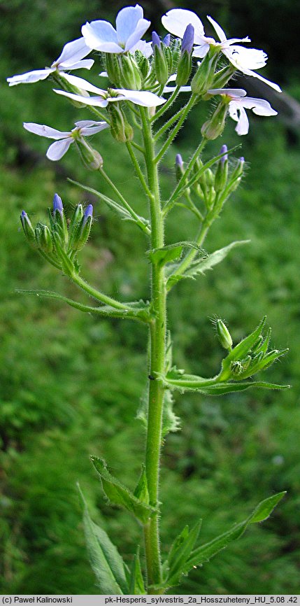 Hesperis sylvestris (wieczornik leśny)