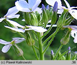 Hesperis sylvestris (wieczornik leśny)