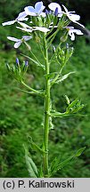 Hesperis sylvestris (wieczornik leśny)