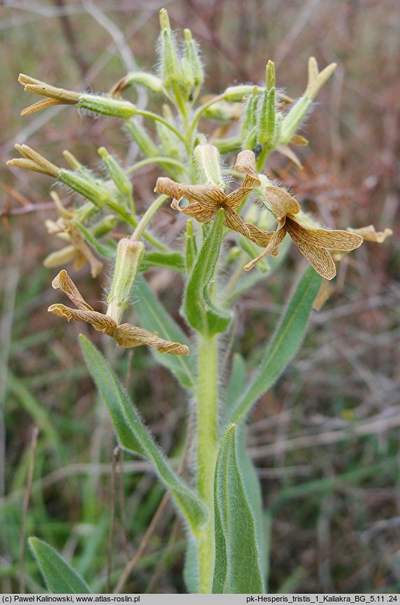 Hesperis tristis (wieczornik żałobny)