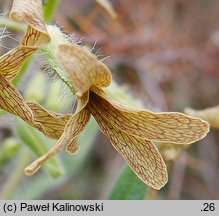 Hesperis tristis (wieczornik żałobny)