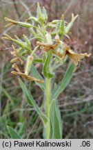 Hesperis tristis (wieczornik żałobny)