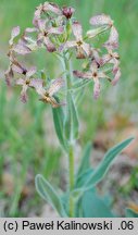 Hesperis tristis (wieczornik żałobny)