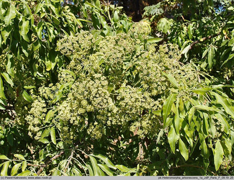 Heteromorpha arborescens