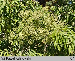 Heteromorpha arborescens