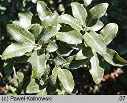 Heteromorpha arborescens