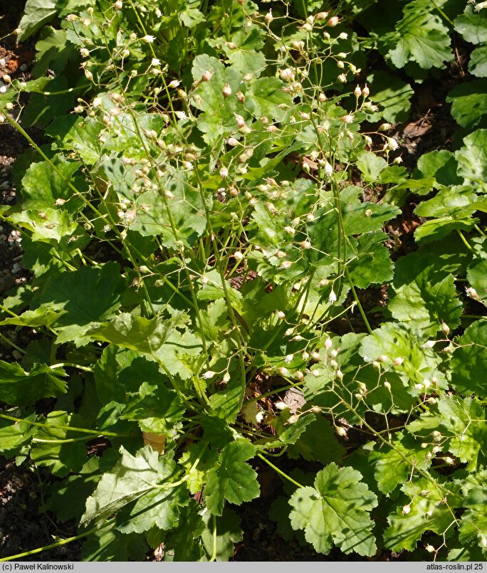 Heuchera americana (żurawka amerykańska)