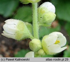 Heuchera cylindrica (żurawka walcowata)