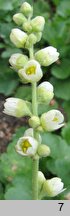 Heuchera cylindrica (żurawka walcowata)