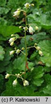 Heuchera micrantha var. diversifolia (żurawka drobnokwiatowa)