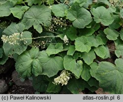 Heuchera villosa (żurawka owłosiona)