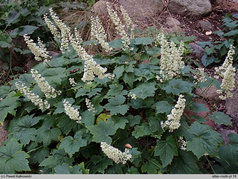 Heuchera villosa (żurawka owłosiona)