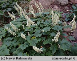 Heuchera villosa (żurawka owłosiona)