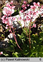 Heuchera pulchella (żurawka nadobna)