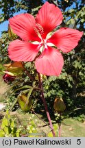 Hibiscus coccineus (ketmia krwista)