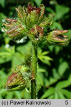 Hibiscus esculentus (ketmia jadalna)