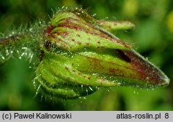 Hibiscus esculentus (ketmia jadalna)