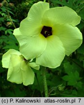 Hibiscus esculentus (ketmia jadalna)