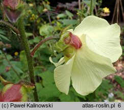 Hibiscus esculentus (ketmia jadalna)